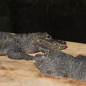 Reptile Discovery Center - Chinese Alligator