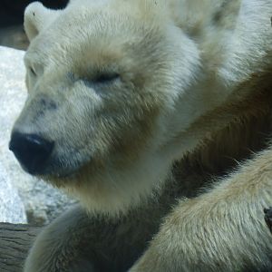 Polar bear