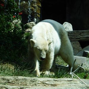 Polar bear
