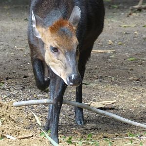 Black duiker