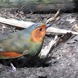 Scarlet faced liocichla