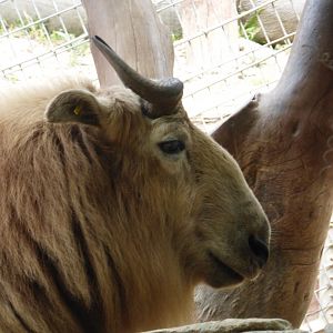 Golden takin
