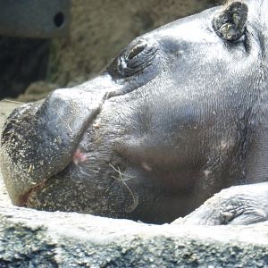 Pygmy hippo