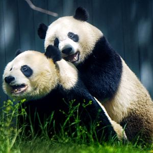 April. 2022 - Asia Trail - Xiao Qi Ji and Mei Xiang