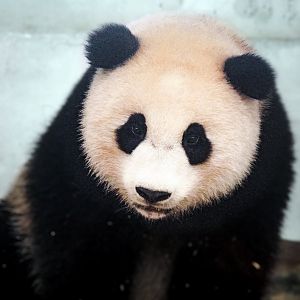 April. 2022 - Asia Trail - Xiao Qi Ji