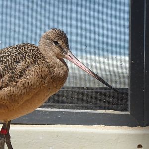 Marbeled godwit