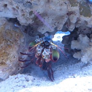Peacock mantis shrimp