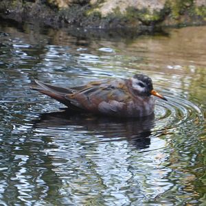 Red phalarope