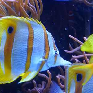 Copperband butterflyfish