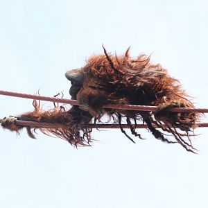 Think Tank - Bornean Orangutan - Kyle