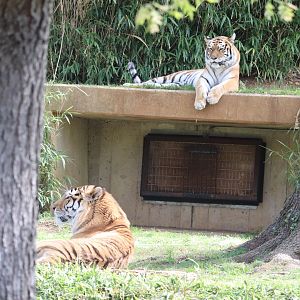 Great Cats - Amur Tigers