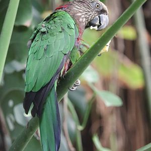 Amazonia - Hawk-Headed Parrot