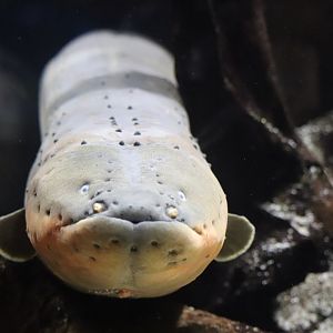 Amazonia - Electric Eel