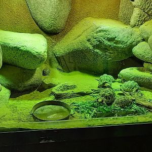 Tortoise nursery