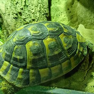 Juvenile Tusisian spur-thighed tortoise