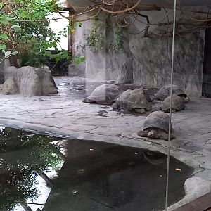 Giant tortoise indoor enclosure