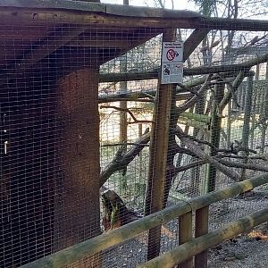 Beech marten enclosure