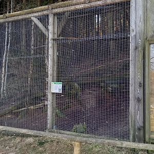 Snowy owl aviary