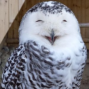 Snowy owl
