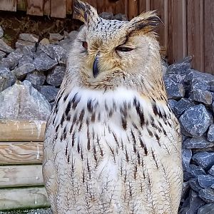 Siberian eagle-owl