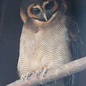 Brown wood-owl