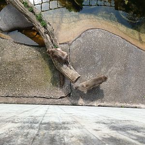 Japanese red faced Macaques