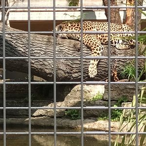 Jaguar taking a nap