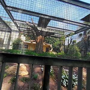 Serval Enclosure