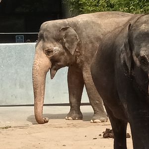 Asian Elephants