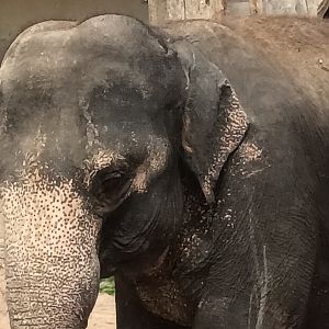 Asian Elephant Closeup
