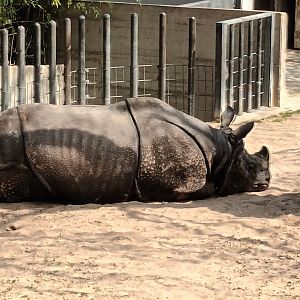 Bruno the Indian Rhino
