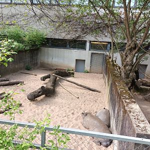 Sulawesan Babirusa Enclosure