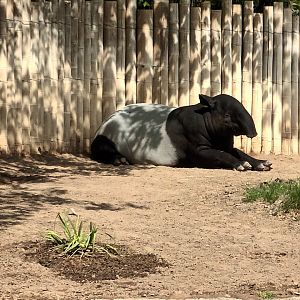 Malayan Tapir
