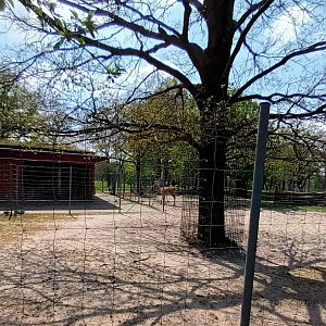 Pere Davids Deer Enclosure