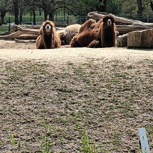Bactrian Camels