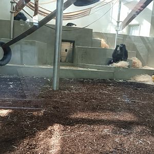 Western lowland Gorilla indoor Enclosure