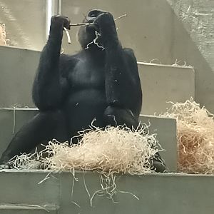 Western lowland Gorilla