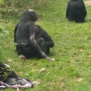 Bonobos