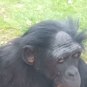 Bonobo Closeup