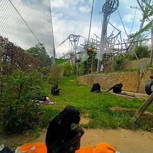 Bonobos inside their Outdoor Enclosure