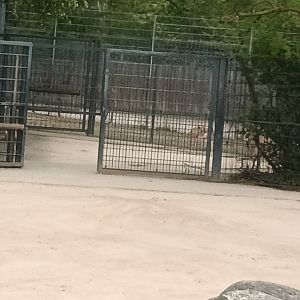 Of Show Antelope Holding Pens