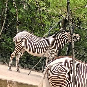 Grevy Zebras