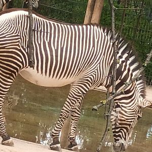 Grevys Zebra drinking Water