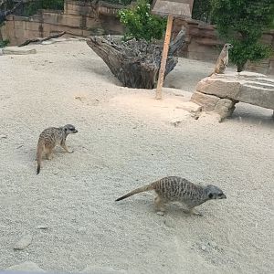 Slender tailed Meerkats