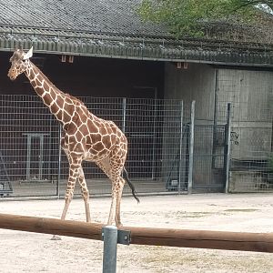 Reticulated Giraffe