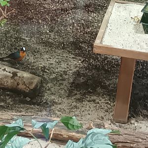 Snowy crowned robin Chat