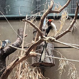 Von der deckens Hornbill