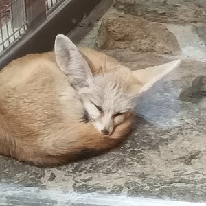 Fennec Fox