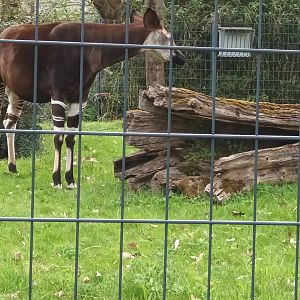 Okapi