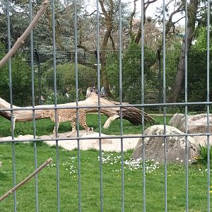 Male Cheetahs Enclosure